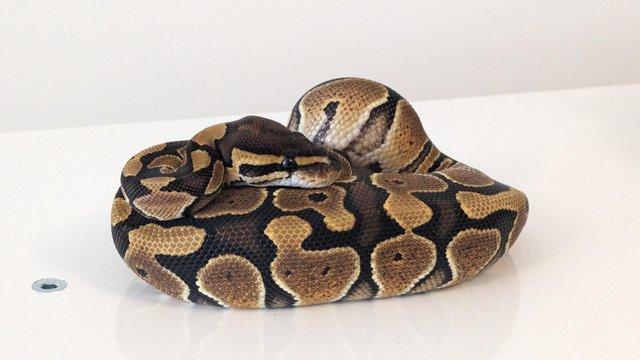 Image 3 of 2023 Male Special Ball Python