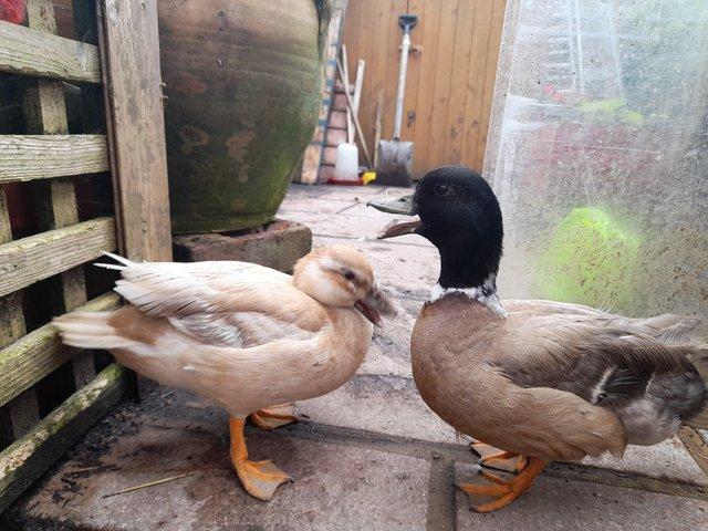 Preview of the first image of 2 call ducks Free to a good home.