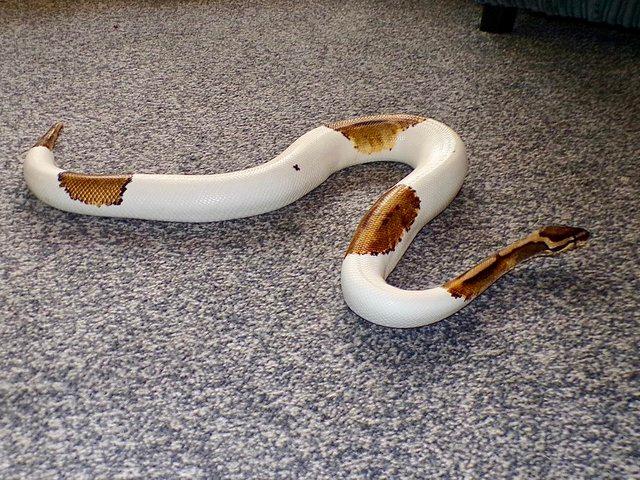 Preview of the first image of Male pied piebald ball python.