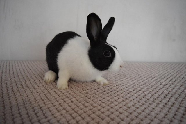 Image 7 of 14 week old pure Dutch Rabbits