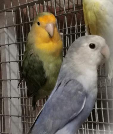 Image 4 of PEACHFACE LOVEBIRDS, Good size and Health y