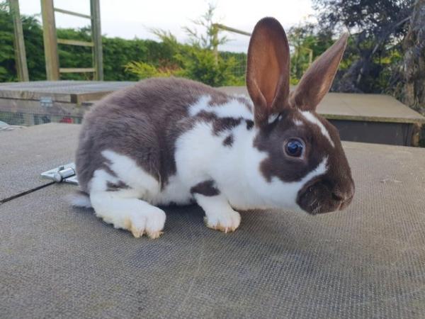 Image 1 of Mini rex rabbits available for loving homes