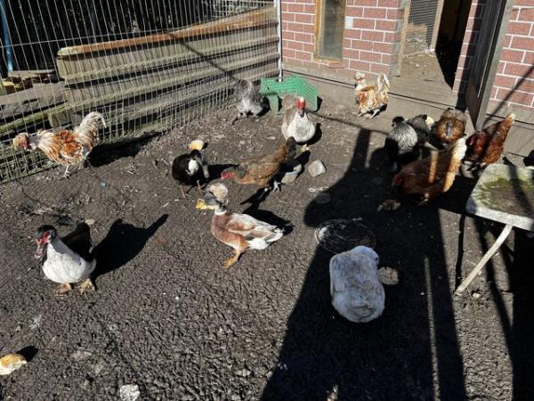 Image 5 of Mixed chicken for sale make and female