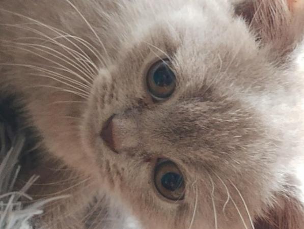 Image 1 of GCCF registered British Shorthair Kittens
