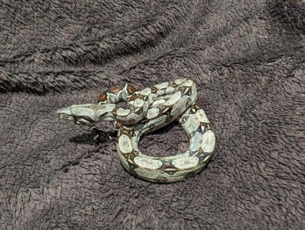 Image 3 of Baby Boa Constrictor Imperator