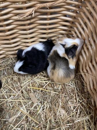 Image 6 of Lots of baby boy (boar) guinea pigs for sale