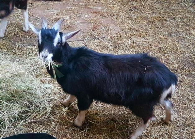 Image 3 of Billy goat. Small size. Stunning 3/4  Pygmy x Toggenburg
