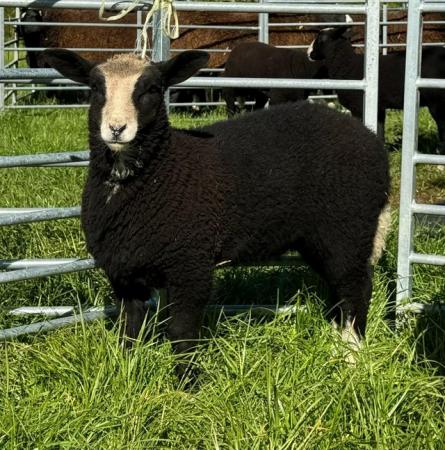 Image 7 of Zwartbles ewe lambs looking for new homes when ready in June