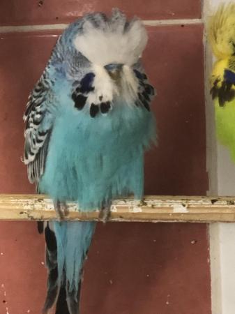 Image 2 of Budgies of all ages for sale.