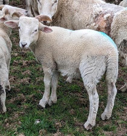Image 3 of Proven Wiltshire Horn Ram Located in Hampshire