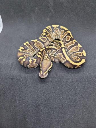Image 2 of Various ball pythons for sale 2021-2023