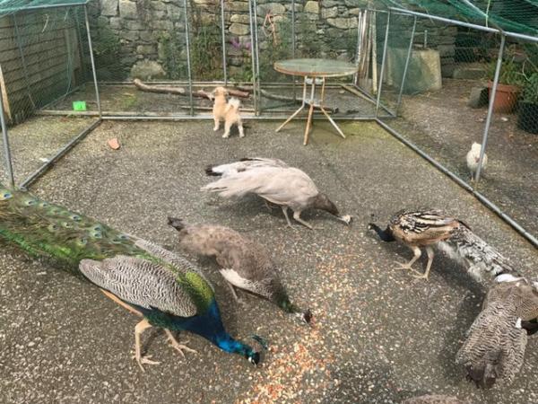 Image 1 of Young Peacocks for sale Indian blue and pied