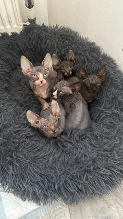 Image 5 of 5 Beautiful Pure Canadian Sphynx Kittens for Sale ??