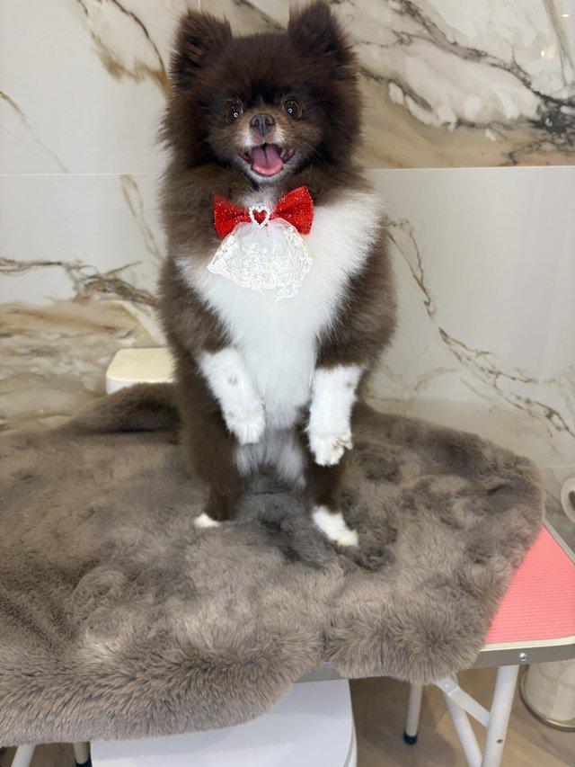 Female Pomeranian looking for a loving home — photo 2 of 4