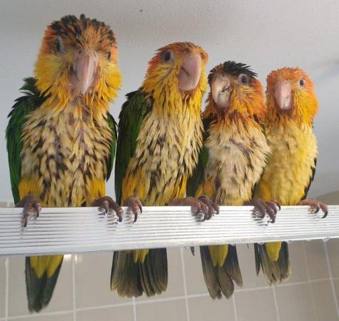 Image 26 of Hand Reared Yellow Thighed Caiques