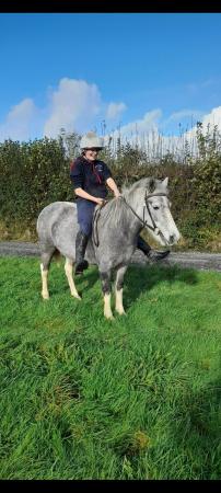 Image 1 of Perfect family pony for sale