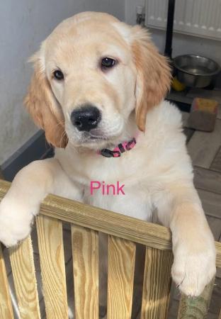 Image 6 of *READY NOW!! 2 Girls left! Gorgeous Golden Retriever Puppies