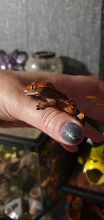 Image 3 of Crested geckos for sale, a variety of ages and colours