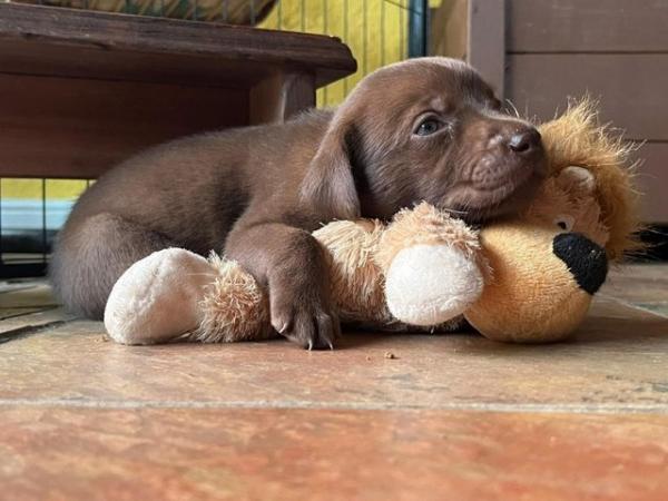 Image 5 of KC Reg Chocolate Labrador Puppies Parents Health Tested