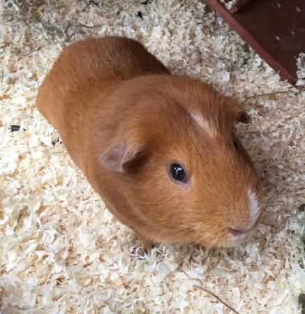 Image 3 of 2 bonded male guinea pigs with double storey hutch