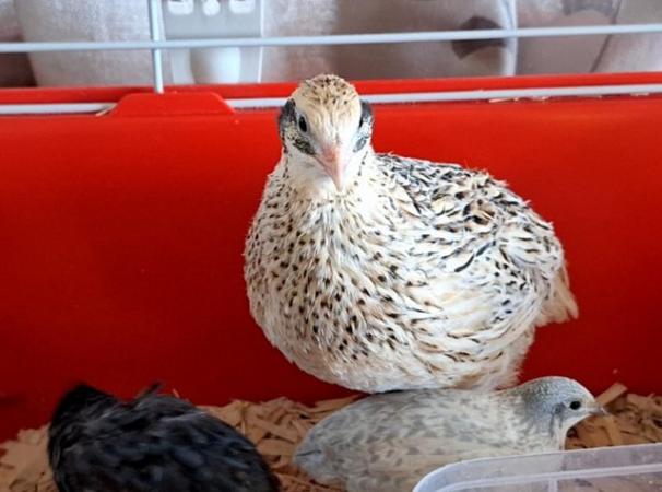 Image 6 of Beautiful coturnix quail chicks available