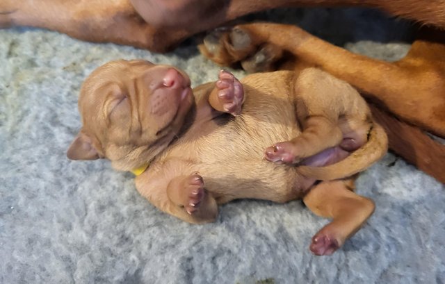 Preview of the first image of Beautiful litter of Hungarian vizsla pups.