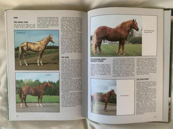 Image 2 of ILLUSTRATED GUIDE TO HORSES AND PONIES - BOOK