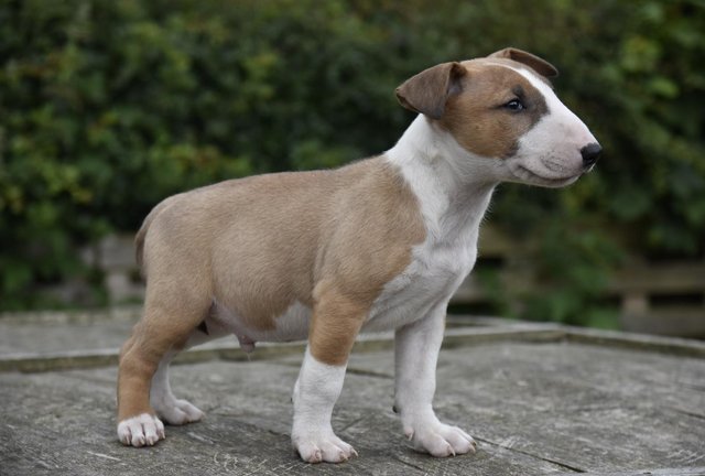 Image 15 of Top class english bull terrier puppies