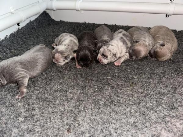 Image 9 of French bulldog Puppys quality litter PP avail