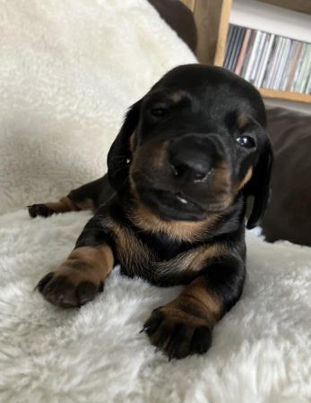 Image 3 of *READY NOW** Beautiful Black and Tan daschund girls for sale