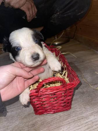 Image 8 of Border collie puppies ready for a new adventure