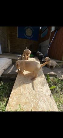 Image 4 of KC registered Labrador Retriever Puppies