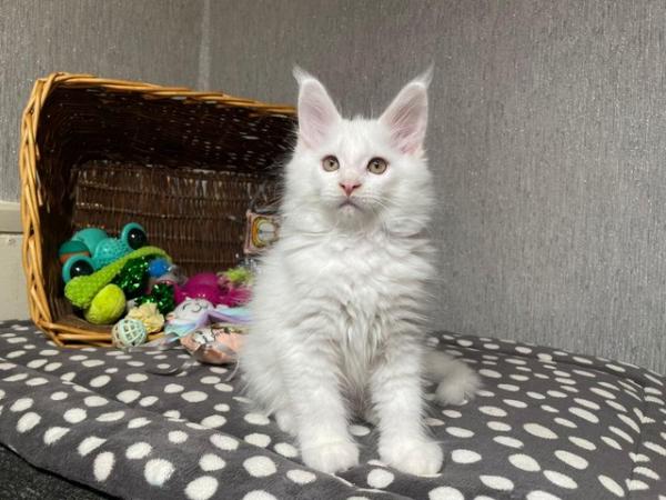 Image 1 of GCCF registered mainecoon kittens :)