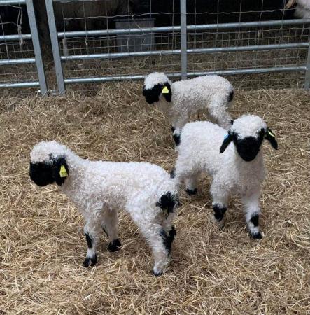 Image 8 of Valais Blacknose Ewe Lambs available