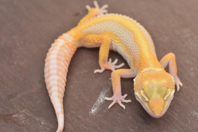 Image 11 of 2023 Leopard gecko Hatchlings available