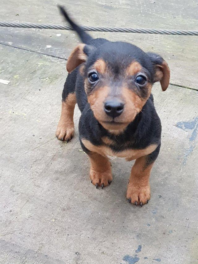 Jack Russell Terrier Dachshund Mix Puppy Black And Tan Dachshund