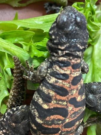 Image 4 of Baby Ornate Uromastyx for sale
