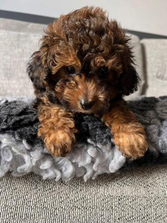 Image 2 of Fully Health checked, Stunning F1B cavapoo puppies