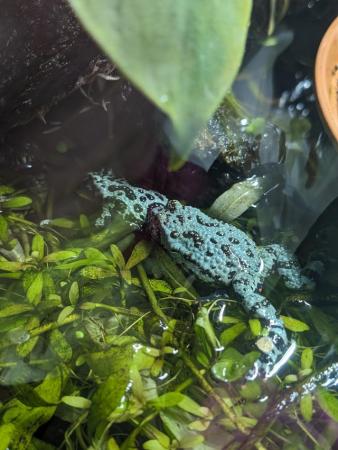 Image 2 of Blue and Green Fire Belly Toads