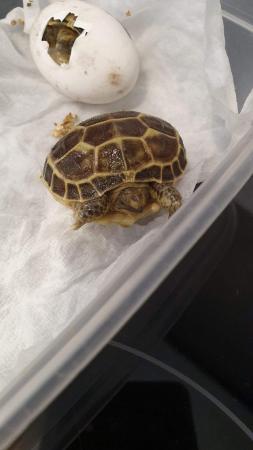 Image 3 of Tortoise hatchlings available