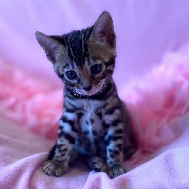 Preview of the first image of Bengal Kittens For Sale - GCCF Pedigree - Registered.