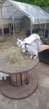 Image 3 of Pygmy goat kids available