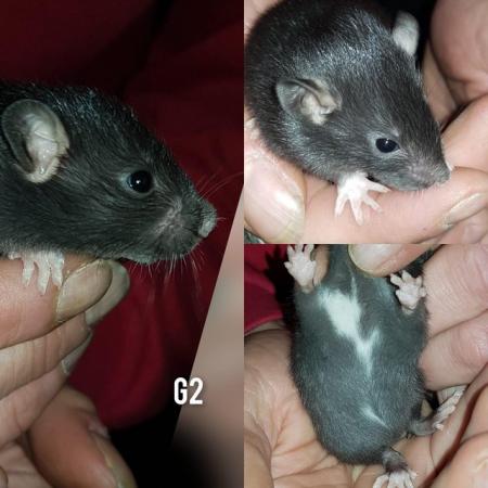 Image 1 of Female rats ready ssssoooon