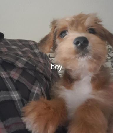 Jack Russell Terrier puppies for sale in Bradford, West Yorkshire – 1 year old - Image 9 of 10