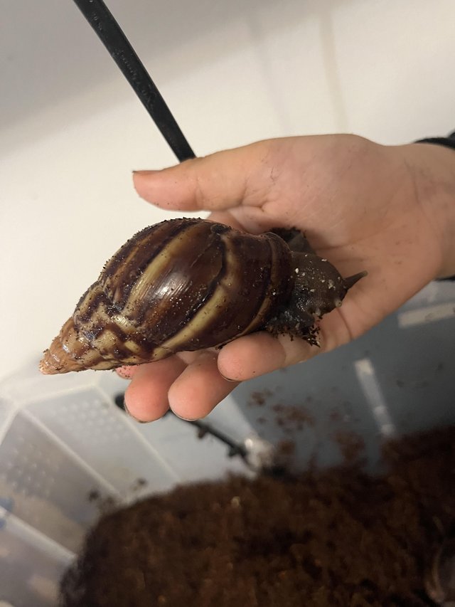 Preview of the first image of African land snail Babies.
