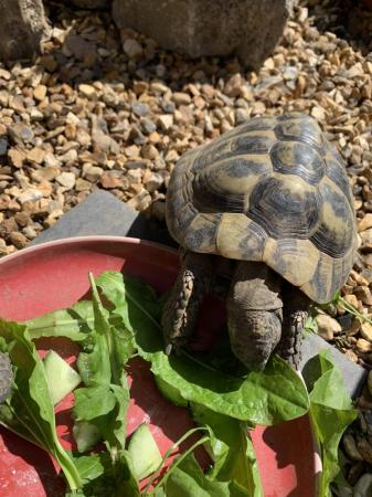Image 5 of Hermann and Horsfield tortoises for sale
