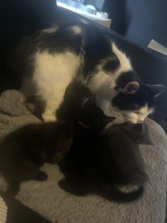 Image 4 of 9 week old black female kittens