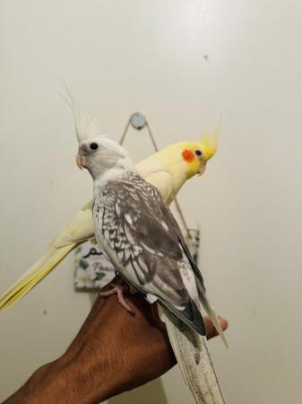 Image 4 of Hand Tamed/Untame Cockatiels for Sale