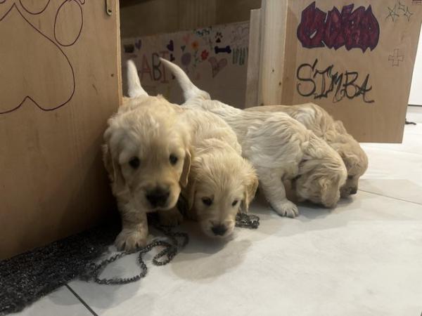 Image 6 of ??Golden Retriever puppies Ready to leave mid April