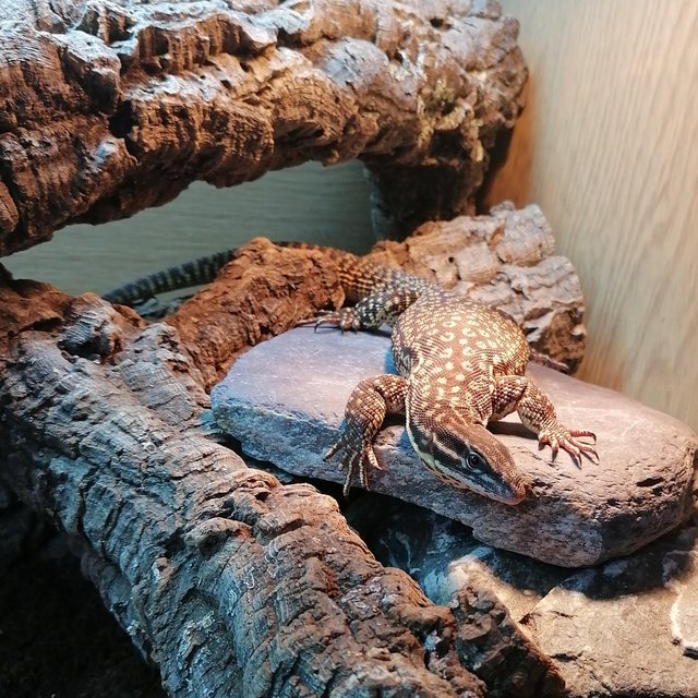 Preview of the first image of 1 year old Ackie monitor.